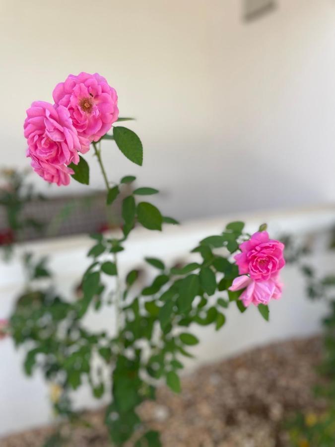 Kihori Nungwi Bed and Breakfast Εξωτερικό φωτογραφία